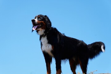 bernese mountain dog