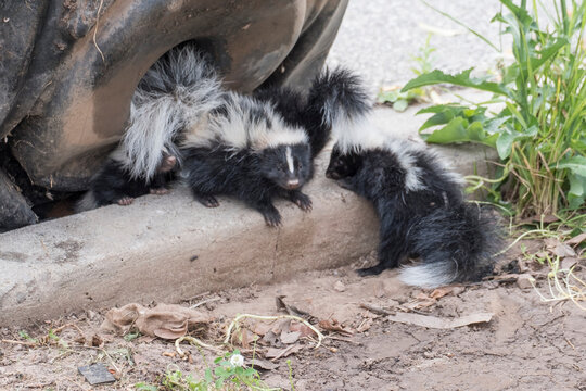 Cute baby skunks