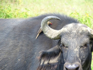 Buphagus erythrorhynchus