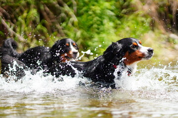 black dog playing in water