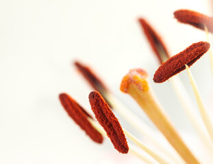 Pink lily pestle and pollen stamen isolated white background macro nature wallpaper
