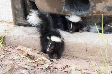 Cute baby skunks