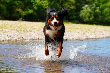 jack russell terrier