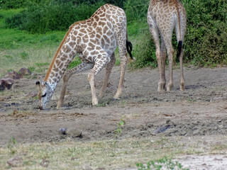 Naklejka na ściany i meble Giraffa camelopardalis giraffa