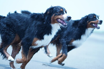 bernese mountain dog
