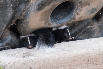 Cute baby skunks