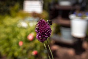 Bienen und Hummel an der Blume im Garten