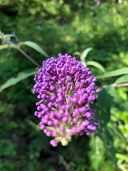 close up of a lavender
