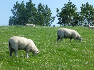 Weide Grün - Weide Scharfe im Bioland