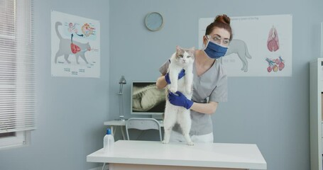 Middle plan of female veterinarian checking cats stomach. Vet doctor examines animal. Woman in hospital in medical suit blue medical gloves and mask. Concept of pets care, veterinary, healthy animals.
