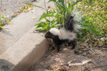 Naklejka premium Cute baby skunk