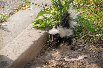 Cute baby skunk