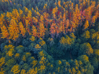 Fototapeta premium Summer warm sun light forest aerial view
