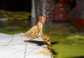 Dystacta