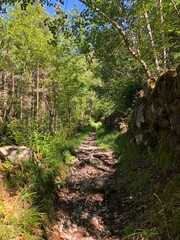 path in the forest
