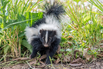 Cute baby skunk