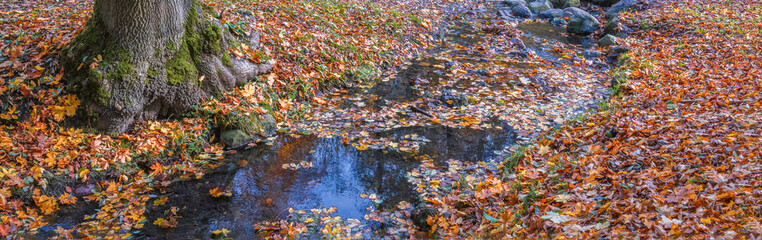 yellow leaves in autumn park sunny day