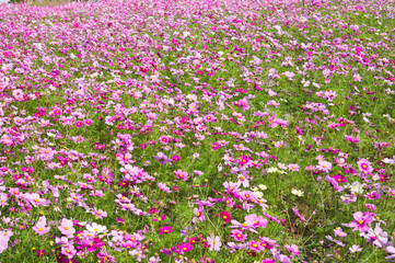 This is the Cosmos Garden.Cosmos flowers are in full bloom.