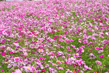 This is the Cosmos Garden.Cosmos flowers are in full bloom.