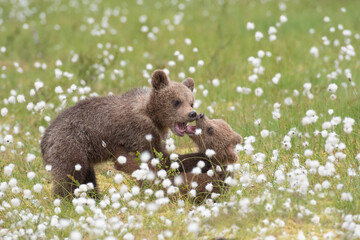 Obraz premium Two Brown bear cubs playing in the middle of the cotton grass on a Finnish bog