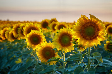Flowers of sunflowers on the field