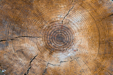 Tree rings on wood log