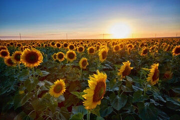 Flowers of sunflowers on the field