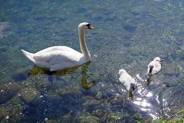 Italy, Lombardy, Adda river, swan with chicks