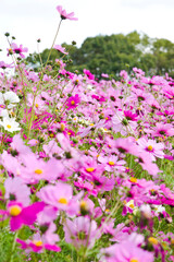 Obraz premium This is the Cosmos Garden.Cosmos flowers are in full bloom.