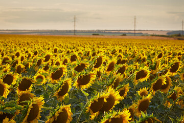 Obraz premium Flowers of sunflowers on the field