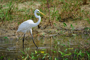 Image of Great Egret(Ardea alba) on the natural background.Large egret or great white heron, White Birds, Animal.