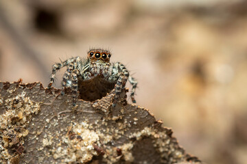 Image of jumping spiders (Salticidae) on a natural background., Insect. Animal.