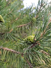 pine tree branches