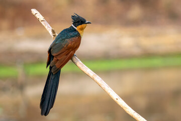 Image of Chestnut-winged Cuckoo bird(Clamator coromandus) on a branch on nature background. Bird....
