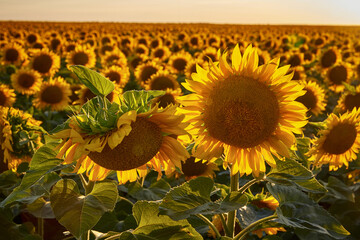 Flowers of sunflowers on the field