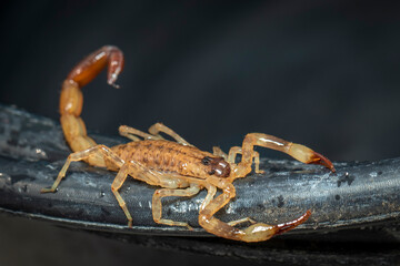 Image of brown scorpion on black bucket. Insect. Animal.