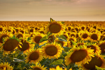 Flowers of sunflowers on the field