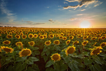 Fototapeta premium Flowers of sunflowers on the field
