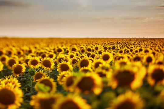 Flowers of sunflowers on the field