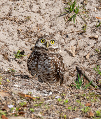 Yellow-eyed burrowing owl on sandy ground