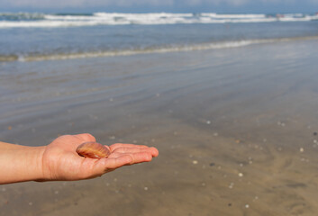 Fototapeta na wymiar concha em primeiro plano sobre a mão mostrando o mar ao fundo desfocado