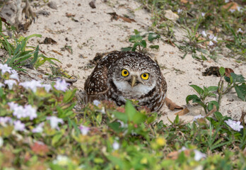 Yellow-eyed burrowing owl on sandy ground