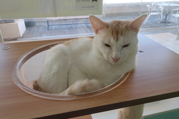 cat on the table