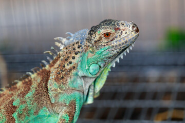 Iguana is green color in  a cage