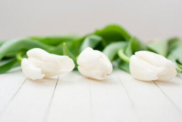 Fototapeta na wymiar White tulips