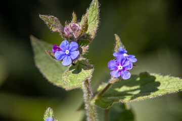 Violet wild flower in the garden