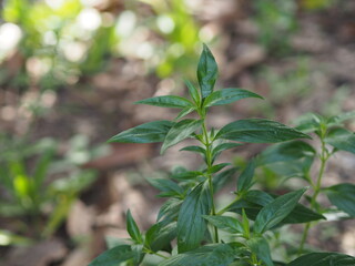 King of bitters scientific name Andrographis Thai herbs relieve sore throat, reduce fever, heat up the cold green leaves vegetable nature protect coronavirus, covid-19