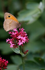 Meadow Brown Butterfly