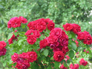 красный цветок, роза