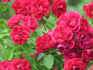 red flowers, roze